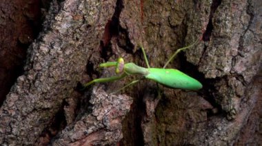 Hiyerodula transkafkasica - Ukrayna 'nın bahçesindeki yaşlı bir meşe ağacının kabuğunda dişi peygamber böceği yetiştiriyor.