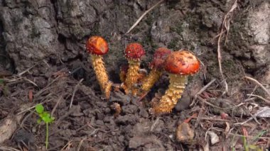 Altın foliota - Pholiota aurivella, Güney Ukrayna 'daki ağaç gövdesinde altın sarısı renkte yenilebilir mantar.