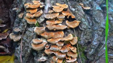 Çoklu gözenekli mantar Trametes versicolor - Ukrayna 'daki eski çürük ağaç gövdesi üzerinde ağaç mantarı
