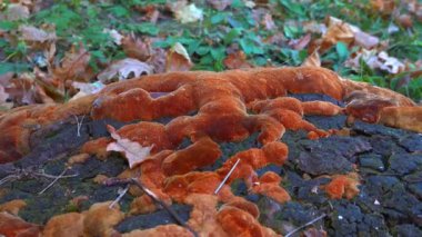 Phellinus Robustus - Ukrayna 'da bir bahçede yaşlı bir meşe ağacının üzerinde saprofitik ahşap mantar.