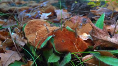 Phellinus Robustus - Ukrayna 'da bir bahçede yaşlı bir meşe ağacının üzerinde saprofitik ahşap mantar.
