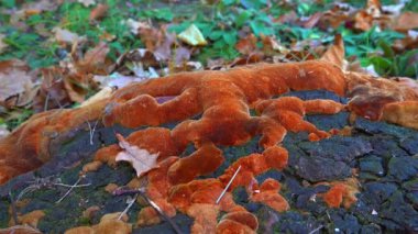 Phellinus Robustus - Ukrayna 'da bir bahçede yaşlı bir meşe ağacının üzerinde saprofitik ahşap mantar.