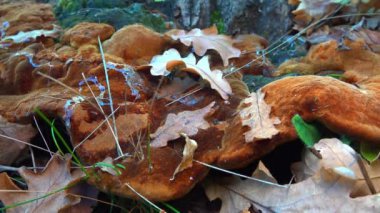 Phellinus Robustus - Ukrayna 'da bir bahçede yaşlı bir meşe ağacının üzerinde saprofitik ahşap mantar.