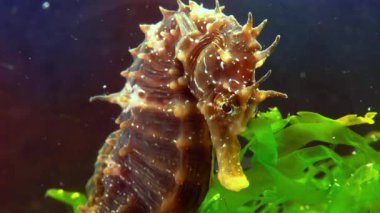 Uzun burunlu deniz atı hipokampüsü Karadeniz kıyısında yeşil yosunların arasında saklanıyor.