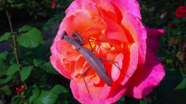 Hiyerodula transkafkasica. Kahverengi peygamber devesi, Ukrayna 'da bir bahçede sarı bir gül çiçeğinde böcek avlıyor.