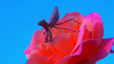 Hiyerodula transkafkasica - Ukrayna 'nın bahçesinde mavi gökyüzüne karşı pembe gül çiçeğinde böcek avlayan kahverengi peygamberdevesi