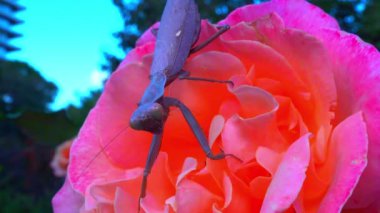 Hiyerodula transkafkasica - Ukrayna 'nın bahçesinde mavi gökyüzüne karşı pembe gül çiçeğinde böcek avlayan kahverengi peygamberdevesi