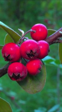 Cotoneaster 'da kırmızı meyveler Angiosperm, Rosaceae, Malinae Odessa bahçesinde
