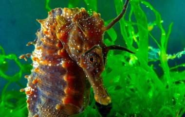 Uzun burunlu erkek deniz atı hipokampüsünün kıyıya yakın yeşil yosunların arasında saklanırken yan görüntüsü Karadeniz