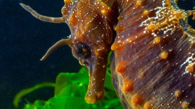 Uzun burunlu erkek deniz atı hipokampüsünün kıyıya yakın yeşil yosunların arasında saklanırken yan görüntüsü Karadeniz