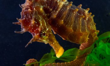 Uzun burunlu erkek deniz atı hipokampüsünün kıyıya yakın yeşil yosunların arasında saklanırken yan görüntüsü Karadeniz