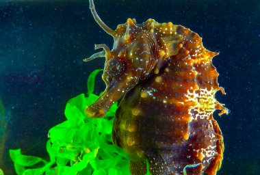 Side view of a male, Long-snouted seahorse Hippocampus hippocampus hiding among green algae near the shore, Black Sea clipart