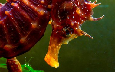 Uzun burunlu erkek deniz atı hipokampüsünün kıyıya yakın yeşil yosunların arasında saklanırken yan görüntüsü Karadeniz