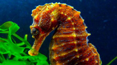 Karadeniz kıyısındaki yeşil yosunların arasında saklanan uzun burunlu deniz atı Hipokampüsünün yan görüntüsü.