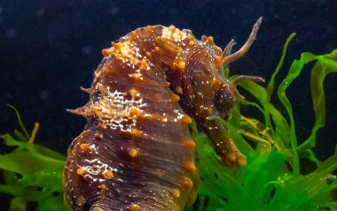 Uzun burunlu erkek deniz atı hipokampüsünün kıyıya yakın yeşil yosunların arasında saklanırken yan görüntüsü Karadeniz