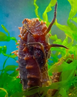 Erkek, uzun burunlu deniz atı hipokampüsünün ön görüntüsü kıyıya yakın yeşil algler arasında saklanıyor, Karadeniz.