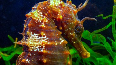 Uzun burunlu erkek deniz atı hipokampüsünün kıyıya yakın yeşil yosunların arasında saklanırken yan görüntüsü Karadeniz