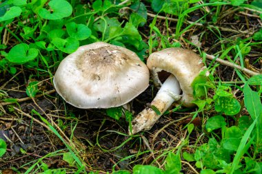 Agaricus bresadolanus - Ukrayna 'da yenmez ve nadir bulunan bir grup mantar bahçede yeşil çimenler arasında, Ukrayna' da