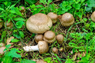 Agaricus bresadolanus - Ukrayna 'da yenmez ve nadir bulunan bir grup mantar bahçede yeşil çimenler arasında, Ukrayna' da