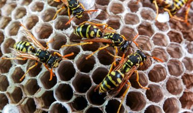 Kağıt eşekarısı, armut çiçekleri, larva ve pupayla kaplanmış kağıt bal peteği.