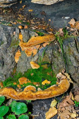 Phellinus Robustus - Odessa bölgesindeki eski bir meşe ağacının gövdesinde saprofitik ahşap mantar.