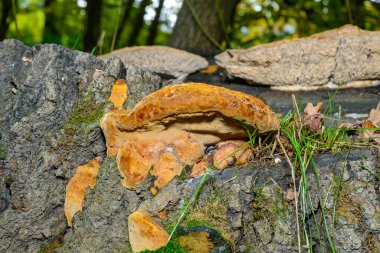 Phellinus Robustus - Odessa bölgesindeki eski bir meşe ağacının gövdesinde saprofitik ahşap mantar.