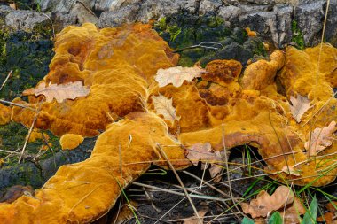 Phellinus Robustus - Ukrayna 'da bir bahçede yaşlı bir meşe ağacının üzerinde saprofitik ahşap mantar.