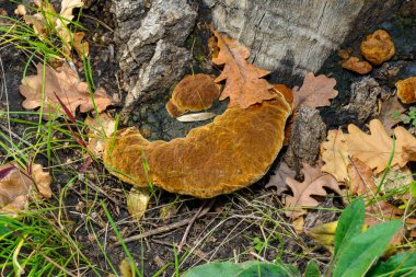 Phellinus Robustus - Ukrayna 'da bir bahçede yaşlı bir meşe ağacının üzerinde saprofitik ahşap mantar.