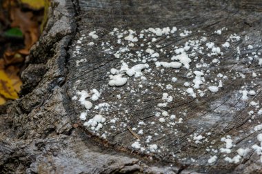 Split-gill mushroom Schizophyllum commune - wood-destroying fungus species on rotten stump in garden, Ukraine clipart