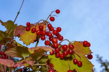 Guelder gülü Viburnum opulus - Ukrayna 'da mavi gökyüzüne karşı yenebilir kırmızı dutlar