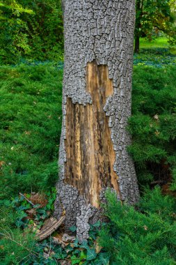 Ukrayna 'daki ölü bir ağacın gövdesinden ağaç kabuğu düştü.