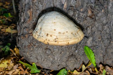 Sahte tinder mantarı, Tinder polypore Fomes fomentarius - Ukrayna 'nın yaşlı ağaç kütüğündeki ahşap yok eden mantar türü