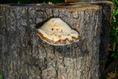 Sahte tinder mantarı, Tinder polypore Fomes fomentarius - Ukrayna 'nın yaşlı ağaç kütüğündeki ahşap yok eden mantar türü