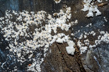 Bölünmüş solungaç mantarlı şizofreni komünü - Ukrayna 'da çürümüş bir kütükte ahşap yok eden mantar türü