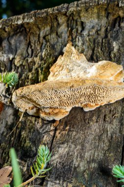 Kalın duvarlı labirent poliporu Fomitopsis quercina - Ukrayna 'nın bahçesindeki meşe ağacı kütüğünde safiri mantar.