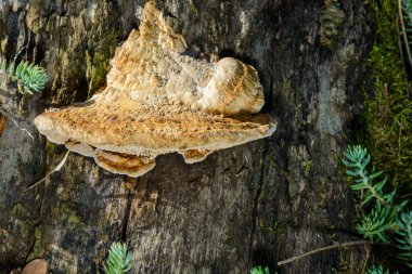 Kalın duvarlı labirent poliporu Fomitopsis quercina - Ukrayna 'nın bahçesindeki meşe ağacı kütüğünde safiri mantar.