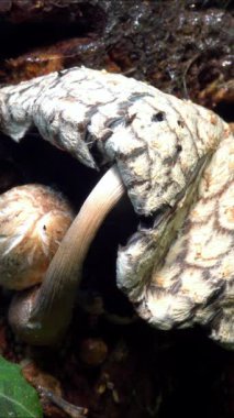 Coprinus sp. - Ukrayna 'da çürümüş bir ağaç gövdesindeki yenilemez tahta böcek türü.