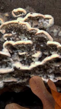 Postia sp. (Postia undosa), Ukrayna 'da eski çürümüş bir ağaç gövdesindeki yenilemez ağaç mantarı.