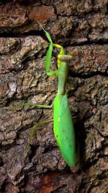 Hiyerodula transkafkasica - Ukrayna 'nın bahçesindeki yaşlı bir meşe ağacının kabuğunda dişi peygamber böceği yetiştiriyor.