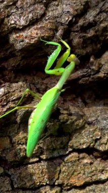 Hiyerodula transkafkasica - Ukrayna 'nın bahçesindeki yaşlı bir meşe ağacının kabuğunda dişi peygamber böceği yetiştiriyor.