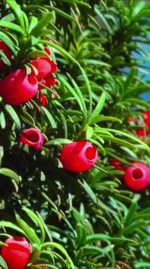 Avrupa porsuğu Taxus baccata - Parkta sonbaharda süslü bir çalı üzerinde zehirli kırmızı dutlar