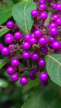 Beautyberry Callicarpa ikilemi - Ukrayna 'nın Odessa kentindeki bir parkta sonbaharda süslü bir çalıda mor meyveler