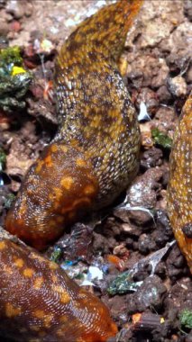 Limacus maculatus - Ukrayna 'da soğuk havada çürümüş yaşlı bir ağacın altında saklanan sümüklüböcekler.