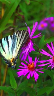 Kırlangıç, Iphiclides podalirius, kelebek, bir bahçede kırmızı paskalya çiçekleri üzerinde nektar toplar.