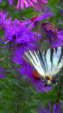 Kırlangıç, Iphiclides podalirius, kelebek, bir bahçede kırmızı paskalya çiçekleri üzerinde nektar toplar.