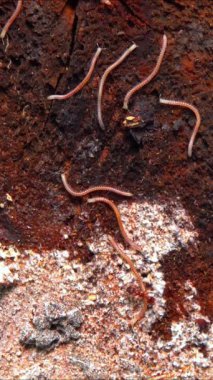 Blaniulus guttulatus - Ukrayna 'da, bahçede yaşlı bir meşe ağacının üzerinde kırkayak