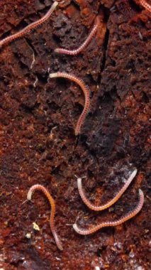 Blaniulus guttulatus - Ukrayna 'da, bahçede yaşlı bir meşe ağacının üzerinde kırkayak