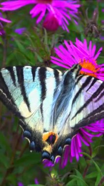 Kırlangıç, Iphiclides podalirius, kelebek, bir bahçede kırmızı paskalya çiçekleri üzerinde nektar toplar.
