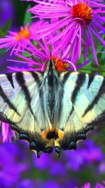 Kırlangıç, Iphiclides podalirius, kelebek, bir bahçede kırmızı paskalya çiçekleri üzerinde nektar toplar.