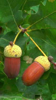 Quercus robur - pedunculate meşe ağacı ya da İngiliz meşesi, yeşil yapraklı bir arka planda kahverengi meşe palamudu.
